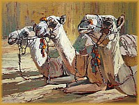 Camels