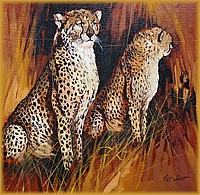 Cheetahs