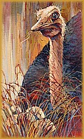 Ostrich