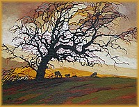 Petaluma Oak